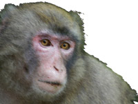 ���A�M���̂��Ƃ�