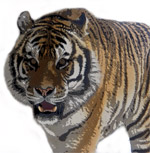 �Ր��A�u�i�Ձv�Ɛ��菉�w������