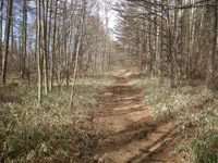 �M���̖_��