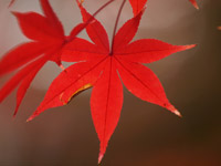 ���Ë`�O1535�`1619�N