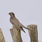 �����`�P���v�F1536�`1563�N